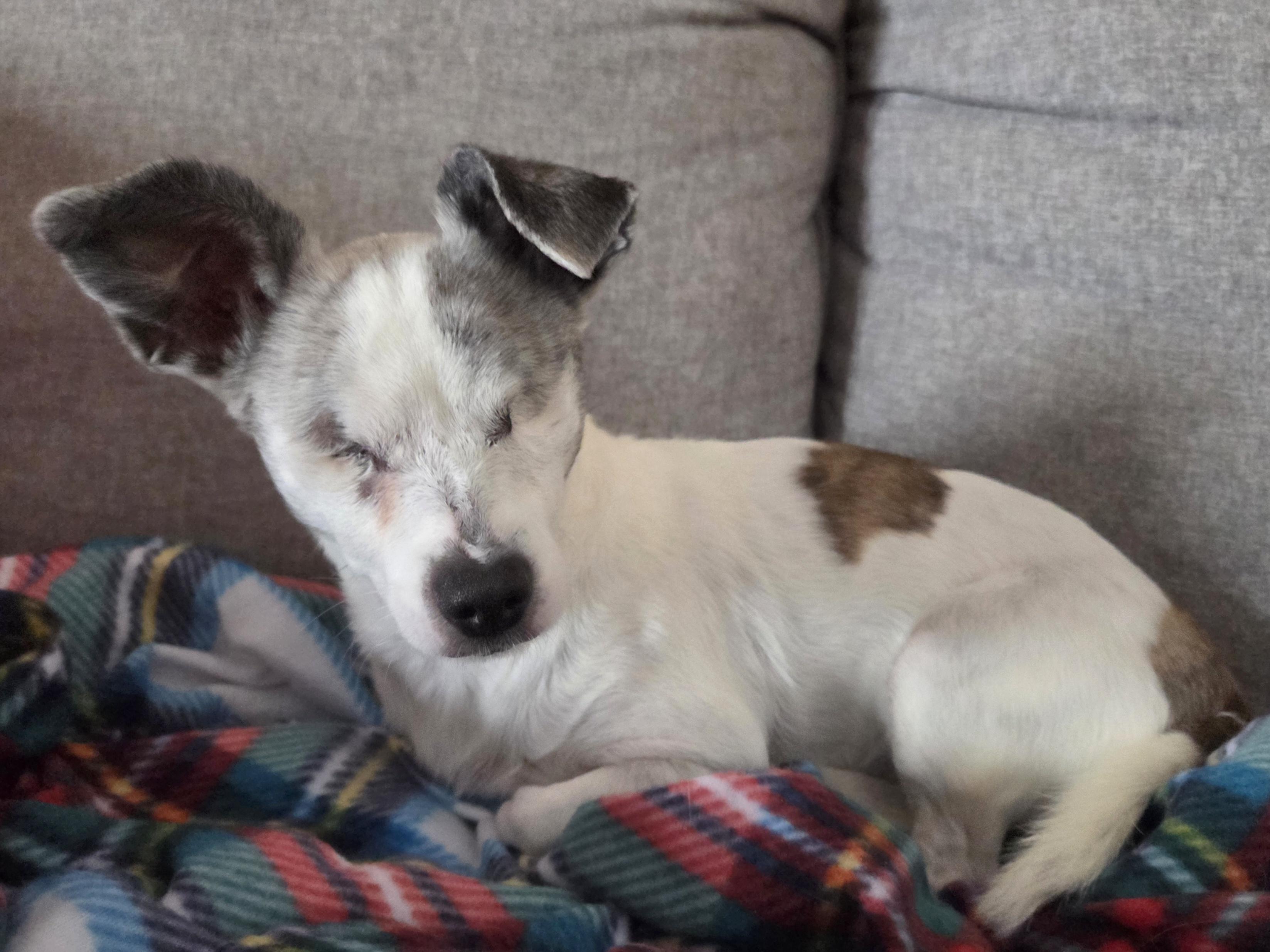 Enlarge Helen, a Adoptable mixed breed in Alma, WI image 6/6