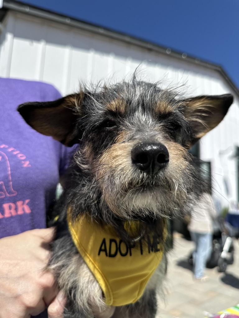 Enlarge LUKA, a Adoptable mixed breed in ATASCADERO, CA image 1/5