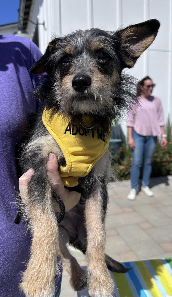 Enlarge LUKA, a Adoptable mixed breed in ATASCADERO, CA image 2/5