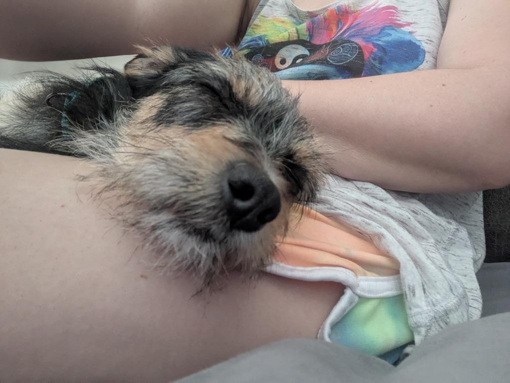 Enlarge LUKA, a Adoptable mixed breed in ATASCADERO, CA image 4/5