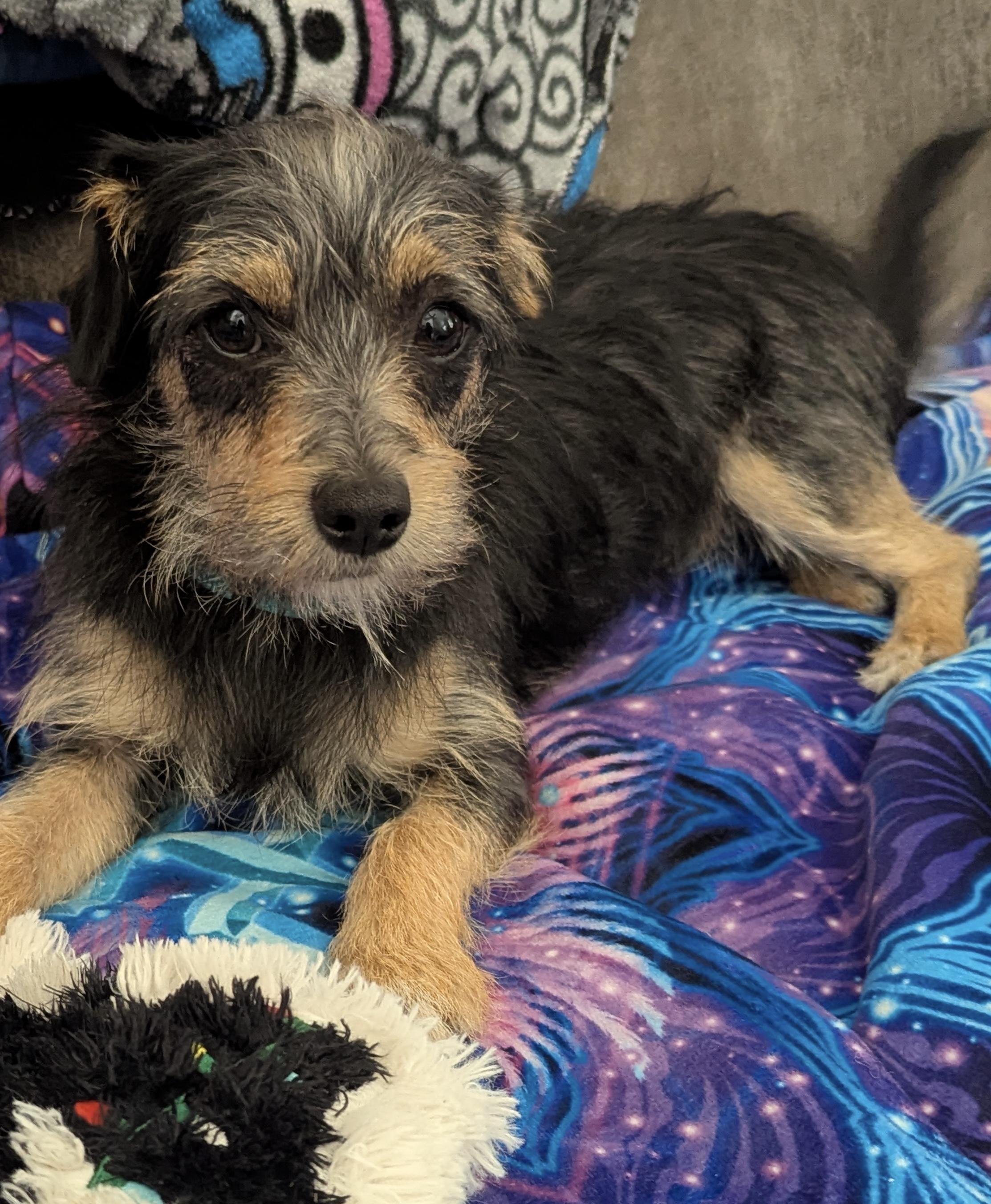 Enlarge LUKA, a Adoptable mixed breed in ATASCADERO, CA image 5/5