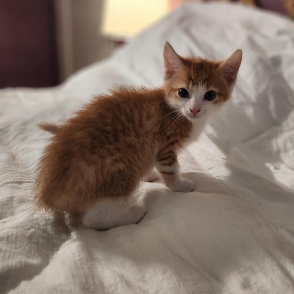 Mario, Adoptable, Kitten Male Domestic Short Hair.