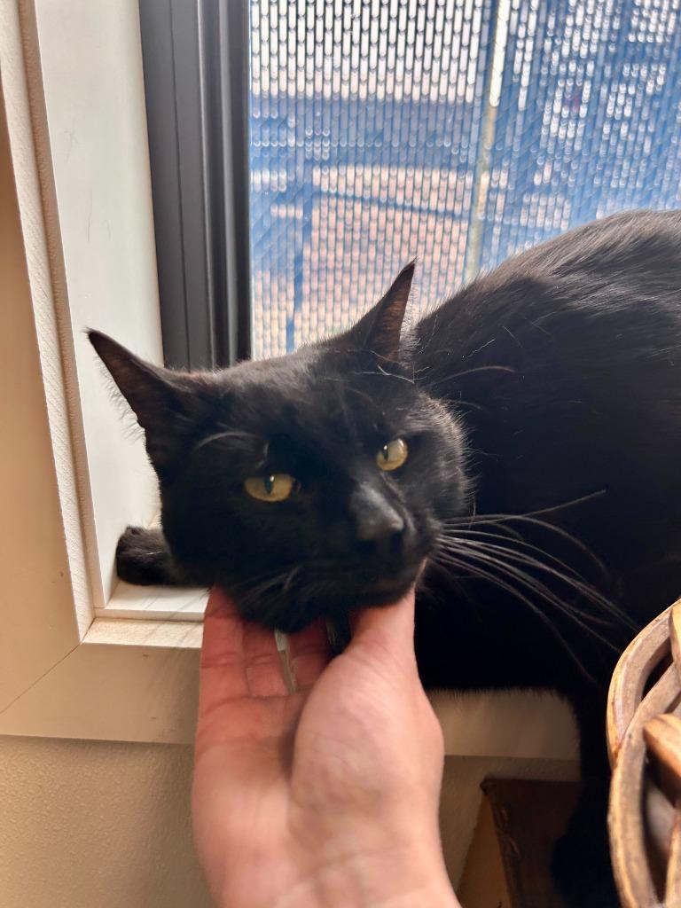 Crookshanks, Adoptable, Young Male Domestic Short Hair.