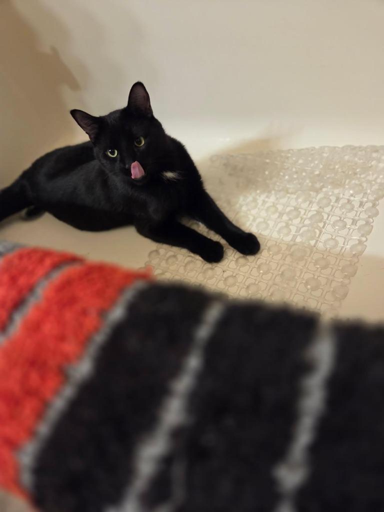 Enlarge Crookshanks, a Adoptable mixed breed in Minot, ND image 2/6