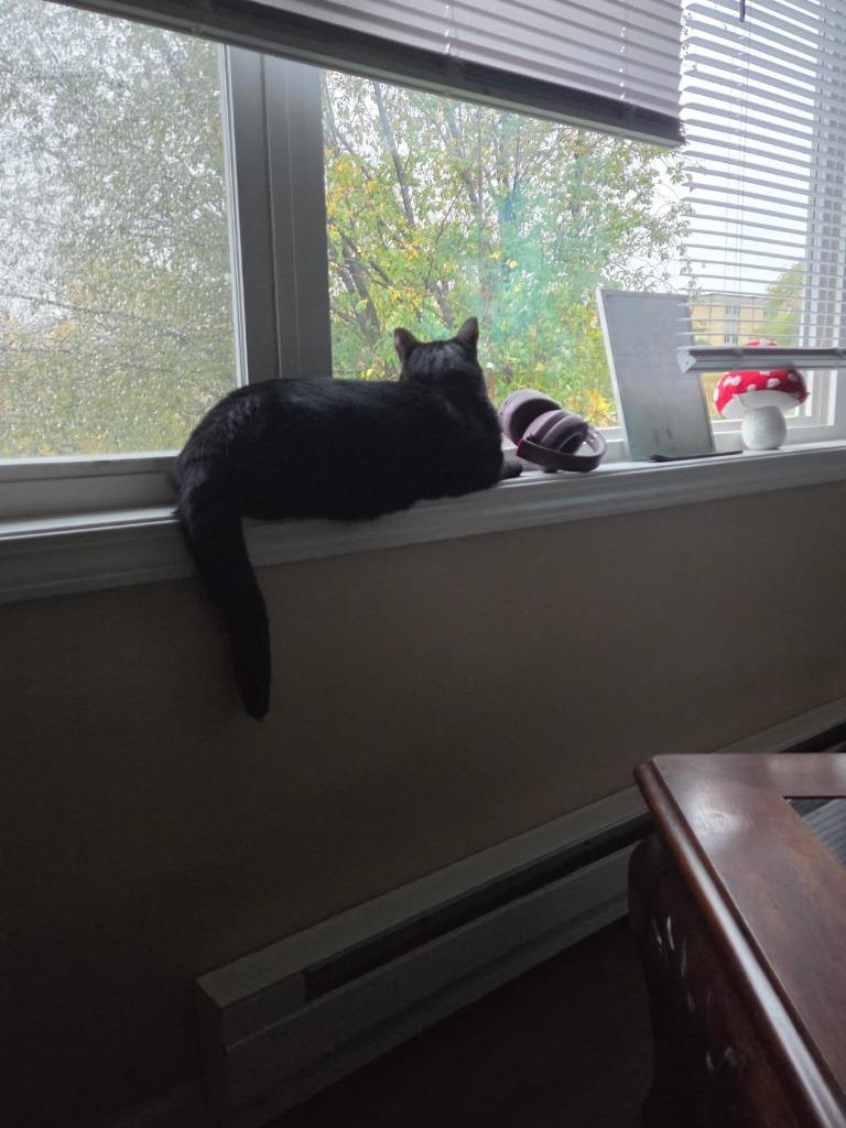 Crookshanks, Adoptable, Adult Male Domestic Short Hair.