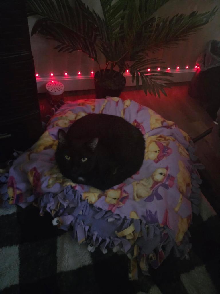 Crookshanks — thumbnail 2