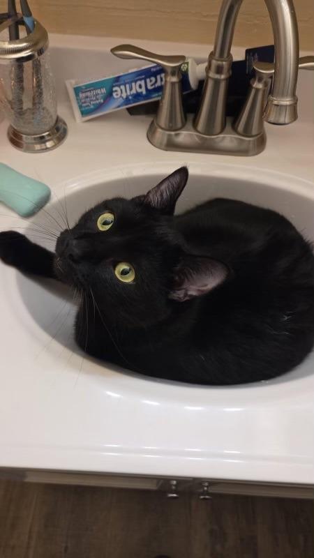 Enlarge Crookshanks, a Adoptable mixed breed in Minot, ND image 4/6