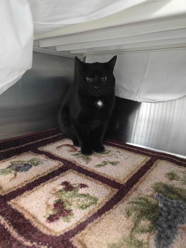 Enlarge Crookshanks, a Adoptable mixed breed in Minot, ND image 6/6