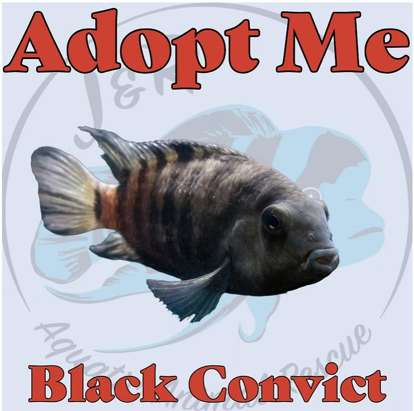 Black Convict, Adoptable, Young Unknown Freshwater Fish.