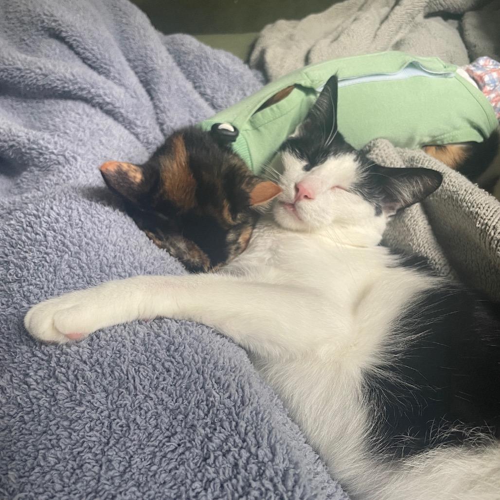 Enlarge PG13, a Adoptable Domestic Short Hair in Costa Mesa, CA image 1/6