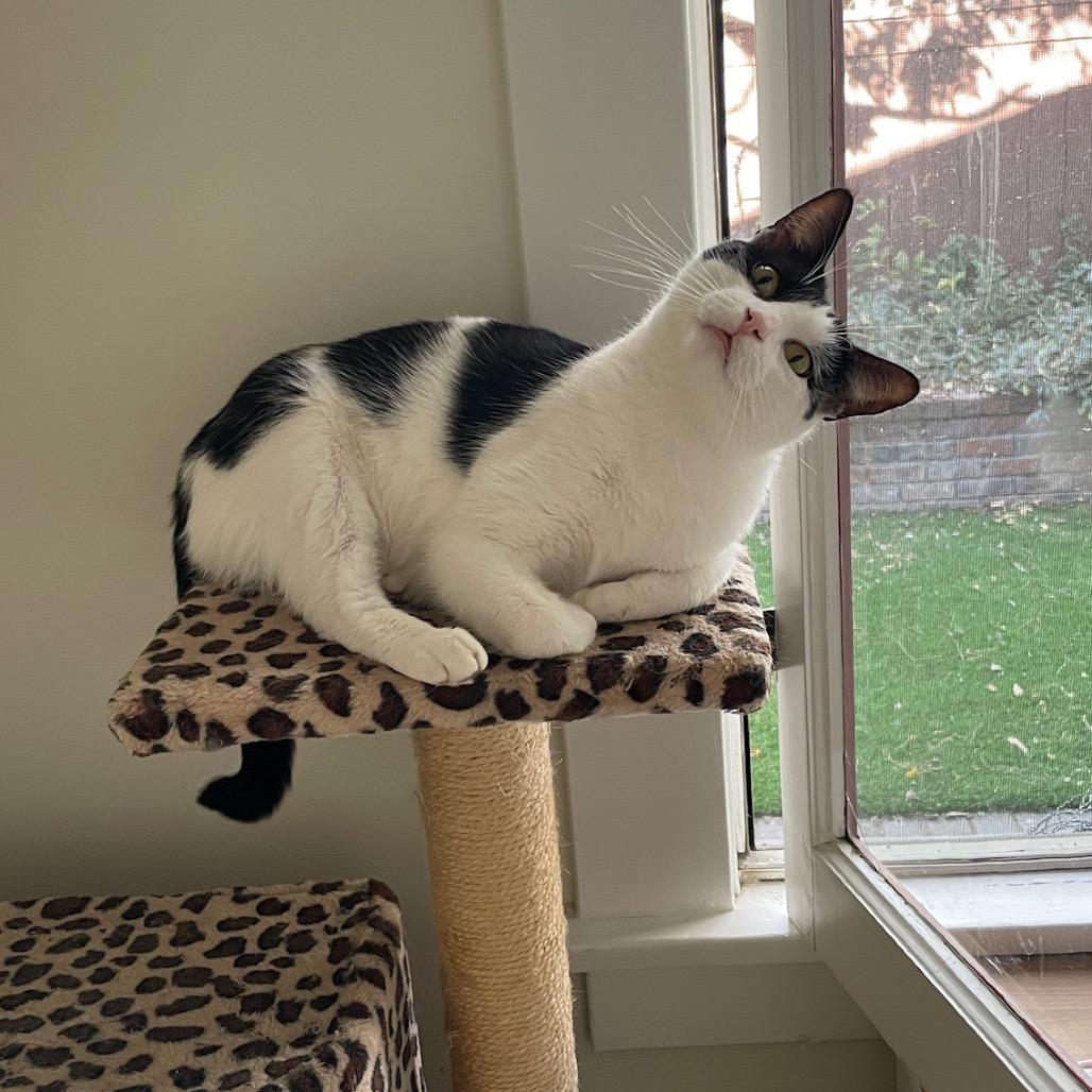 Enlarge PG13, a Adoptable Domestic Short Hair in Costa Mesa, CA image 2/6