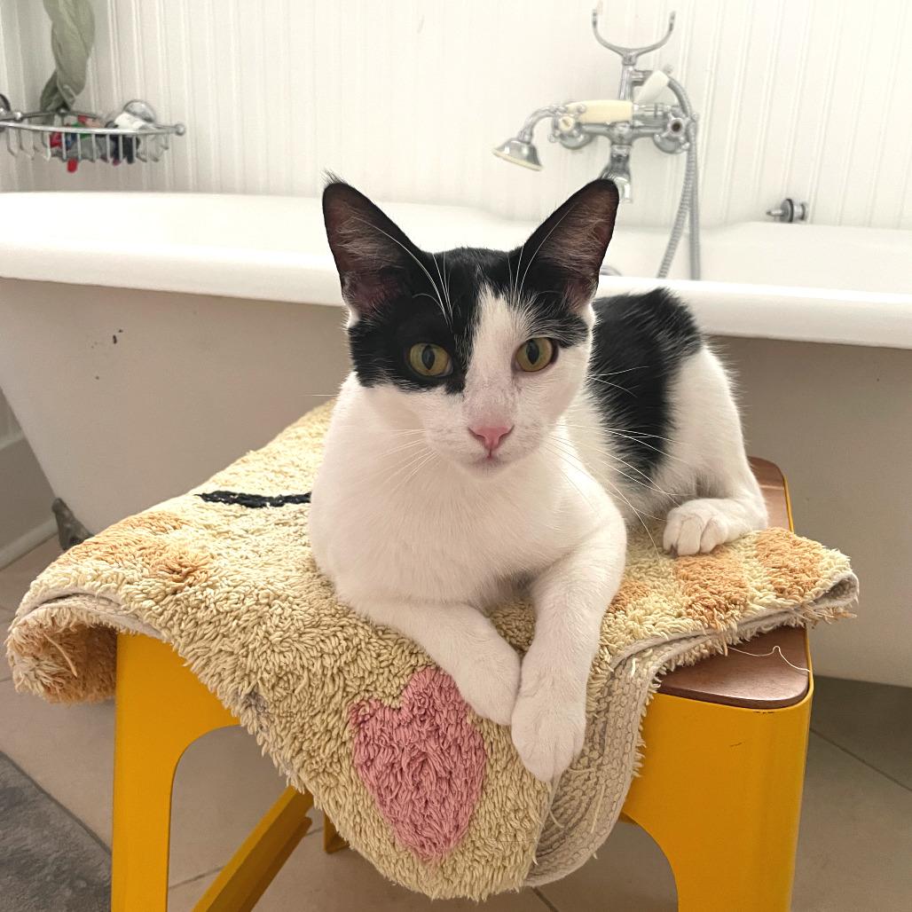 Enlarge PG13, a Adoptable Domestic Short Hair in Costa Mesa, CA image 3/6