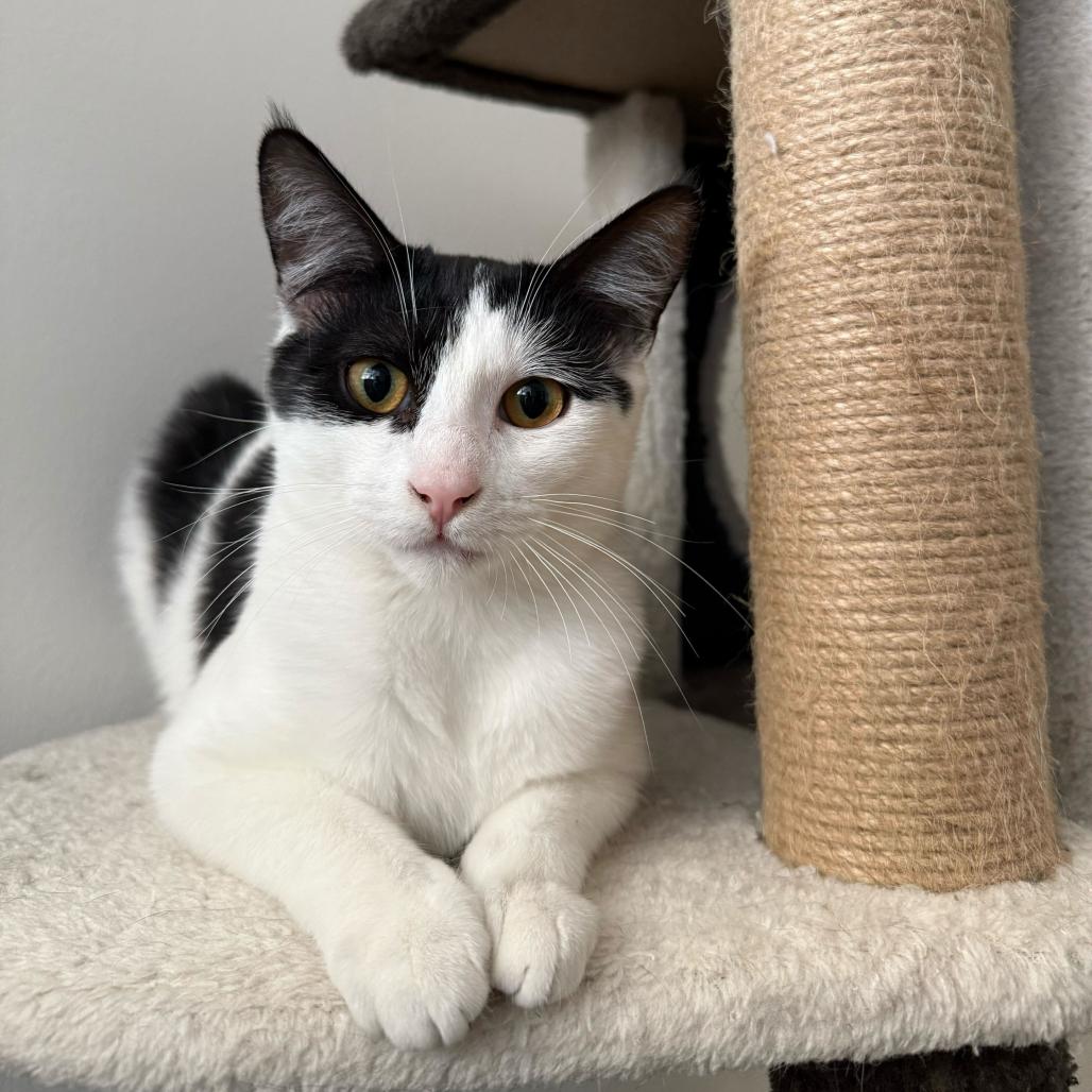 Enlarge PG13, a Adoptable Domestic Short Hair in Costa Mesa, CA image 4/6