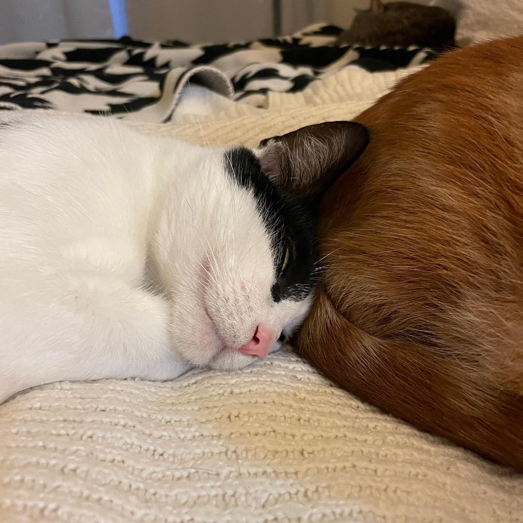 Enlarge PG13, a Adoptable Domestic Short Hair in Costa Mesa, CA image 5/6