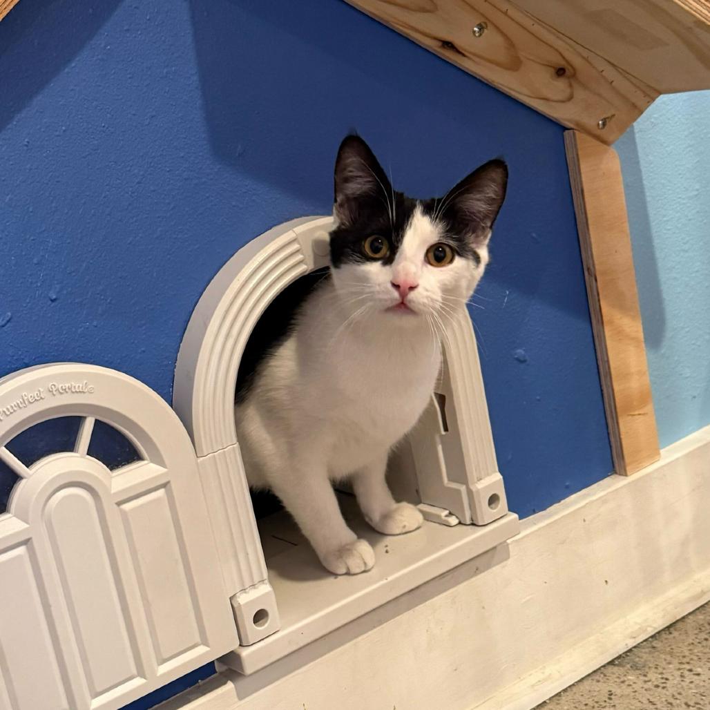 Enlarge PG13, a Adoptable Domestic Short Hair in Costa Mesa, CA image 6/6