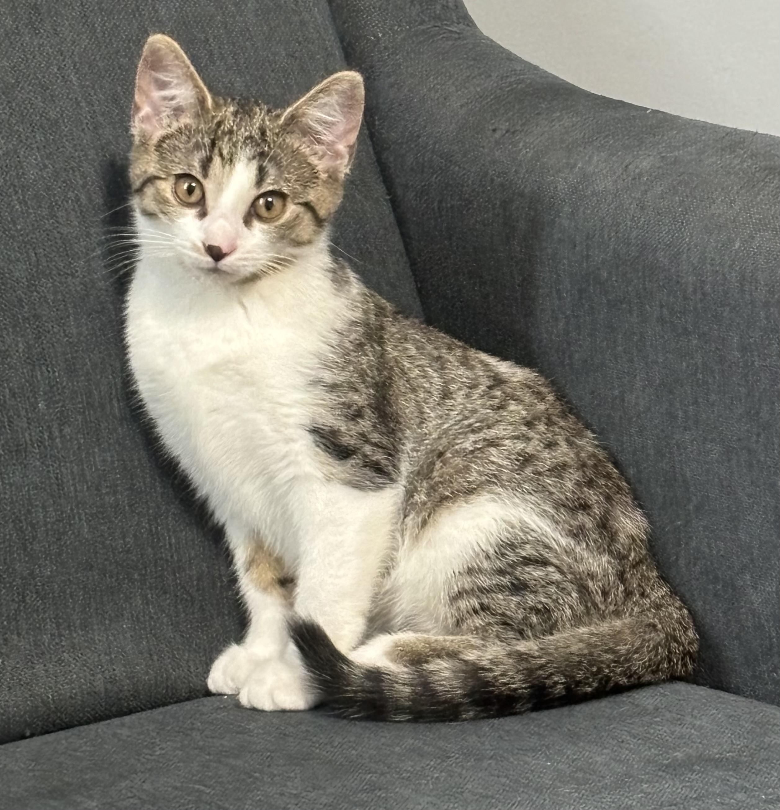 Maisie, Adoptable, Young Female Domestic Short Hair.