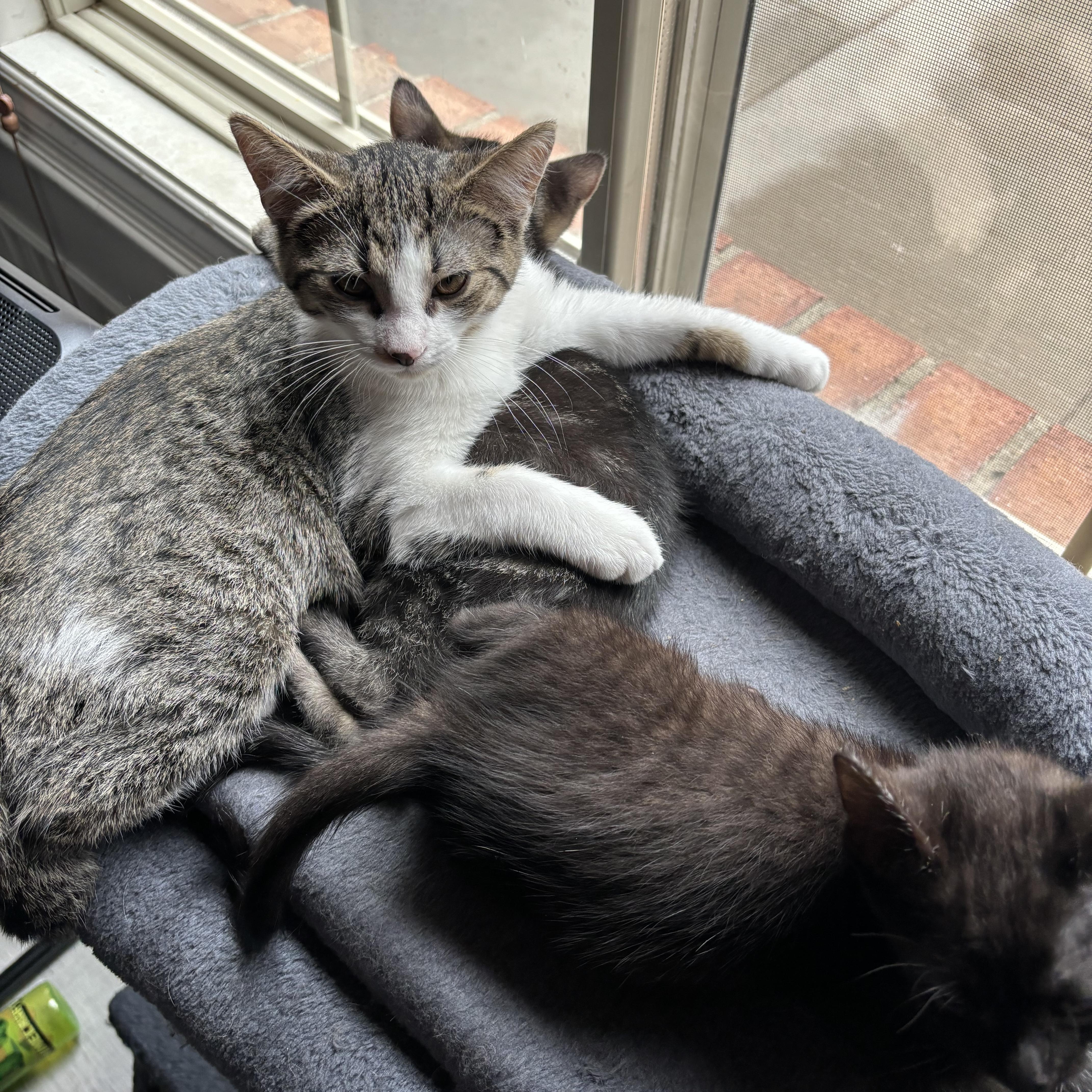 Maisie, a Adoptable Domestic Short Hair in Macomb, MI image 2/3