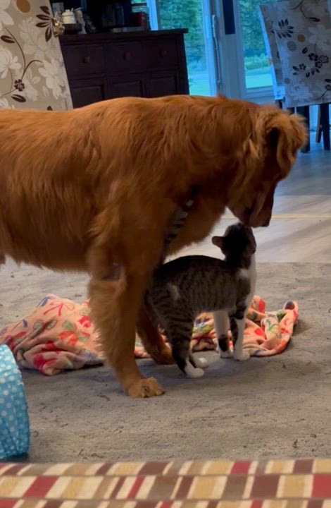 Enlarge Maisie, a Adoptable Domestic Short Hair in Macomb, MI video 3/3