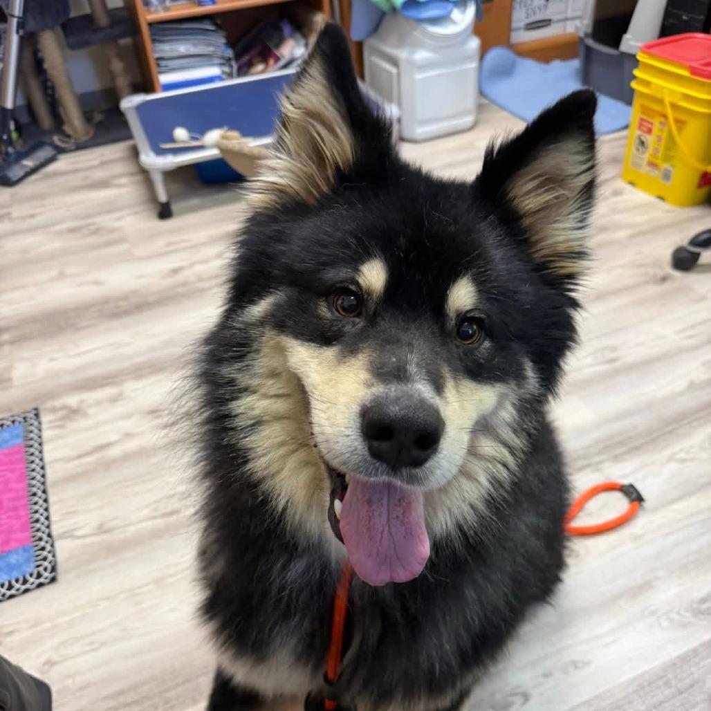D26-039 Buck, Adoptable, Adult Male Bernese Mountain Dog & Alaskan Malamute.