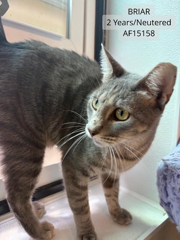 Enlarge Briar, a Adoptable Domestic Short Hair in Supply, NC image 1/1