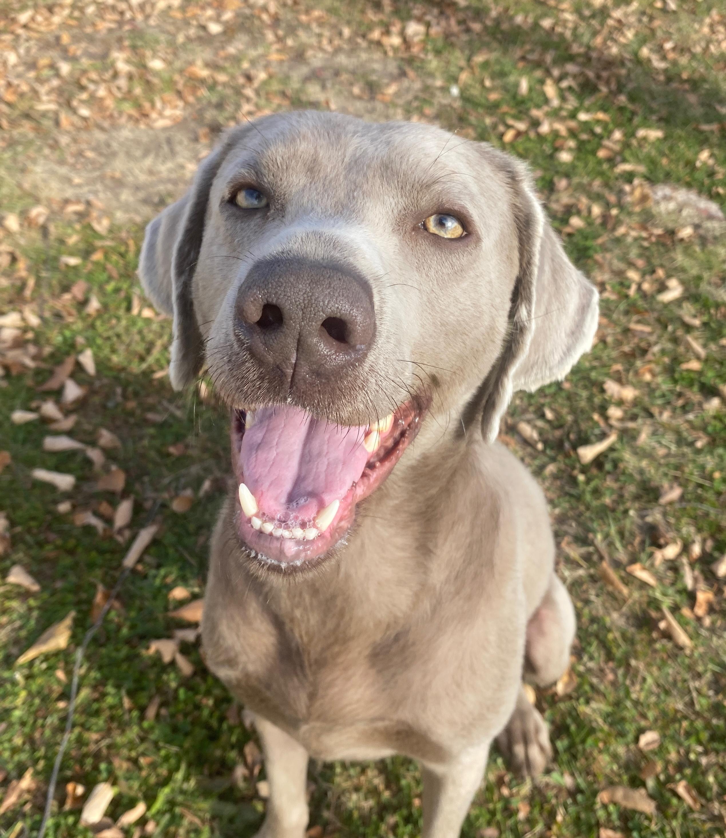 Jermajesty, Adopted, Young Male Weimaraner.
