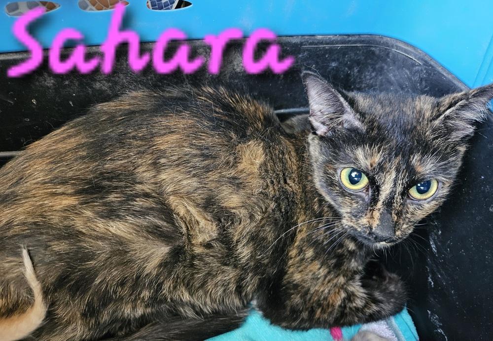 Sahara, Adoptable, Young Female Domestic Short Hair.