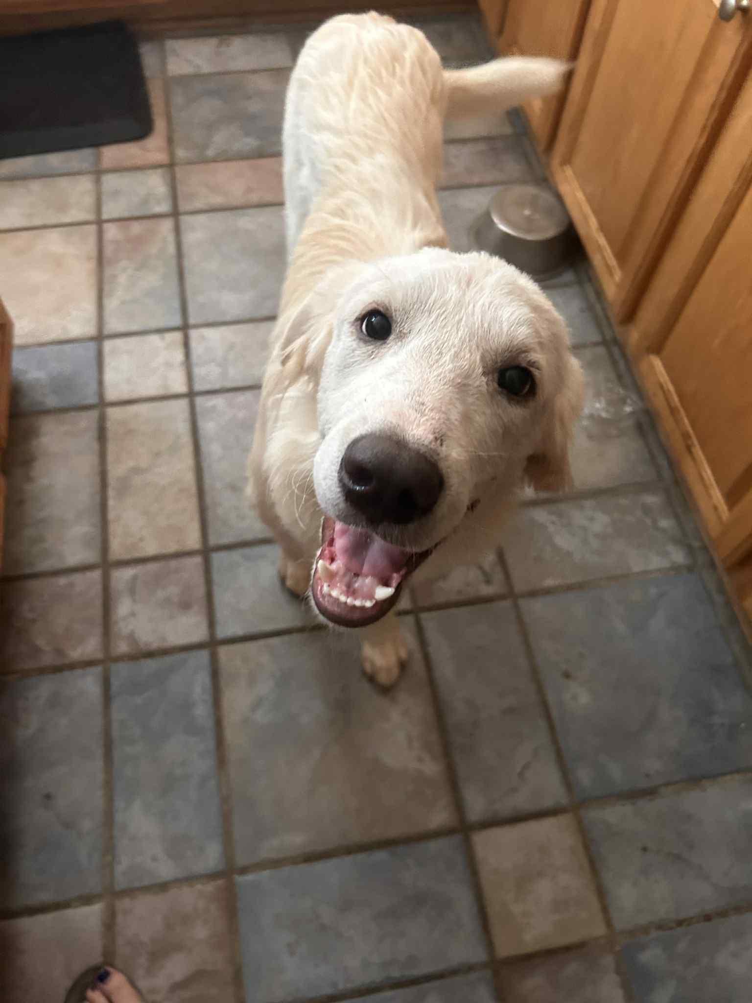 Sydney, a Adoptable Great Pyrenees in Parker, CO image 1/3
