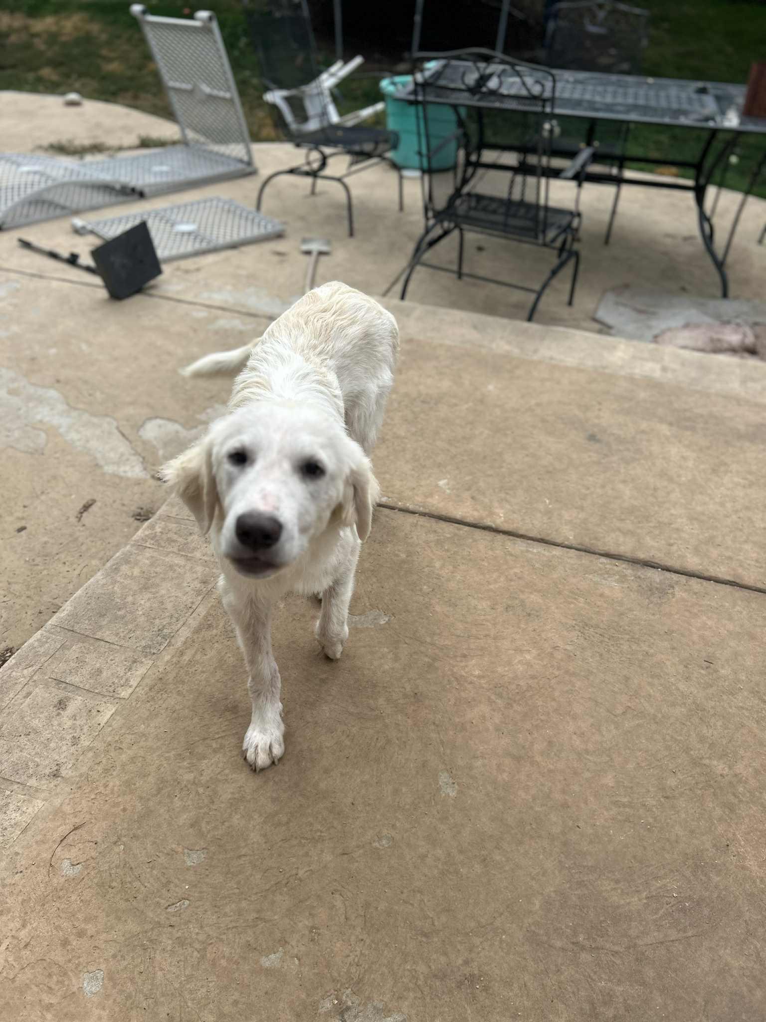 Sydney, a Adoptable Great Pyrenees in Parker, CO image 3/3