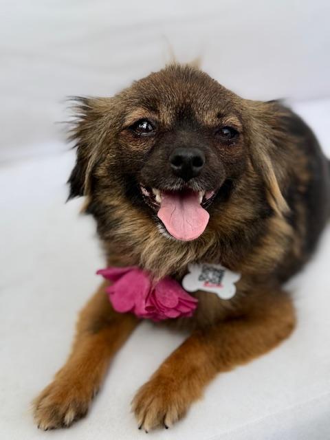 Edith, ADOPTABLE, Young Female Chihuahua.