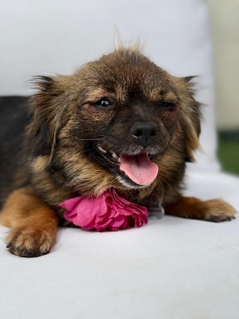 Enlarge Edith, a ADOPTABLE mixed breed in Morro Bay, CA image 3/6