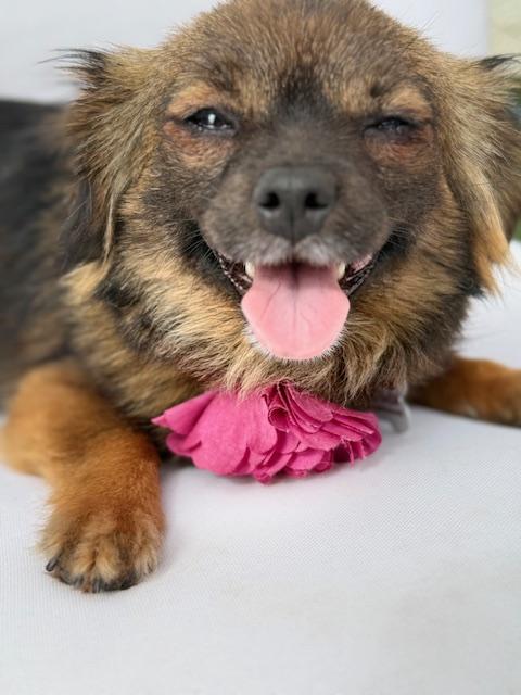 Enlarge Edith, a ADOPTABLE mixed breed in Morro Bay, CA image 6/6