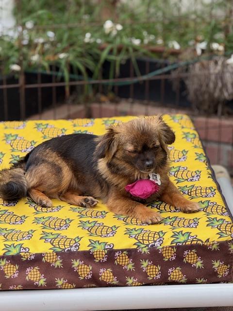 Enlarge Edith, a ADOPTABLE mixed breed in Morro Bay, CA image 5/6