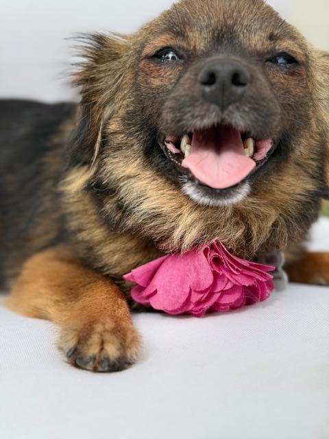 Enlarge Edith, a ADOPTABLE mixed breed in Morro Bay, CA image 2/6