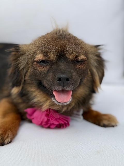 Enlarge Edith, a ADOPTABLE mixed breed in Morro Bay, CA image 4/6