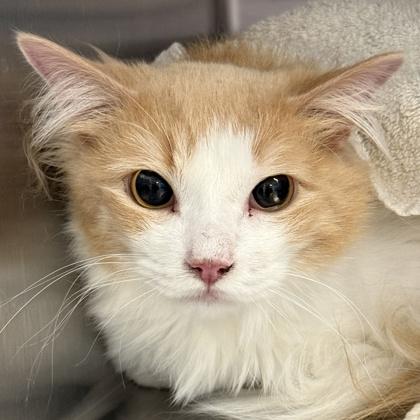 Tigger, adoptable, Adult Male Domestic Short Hair.