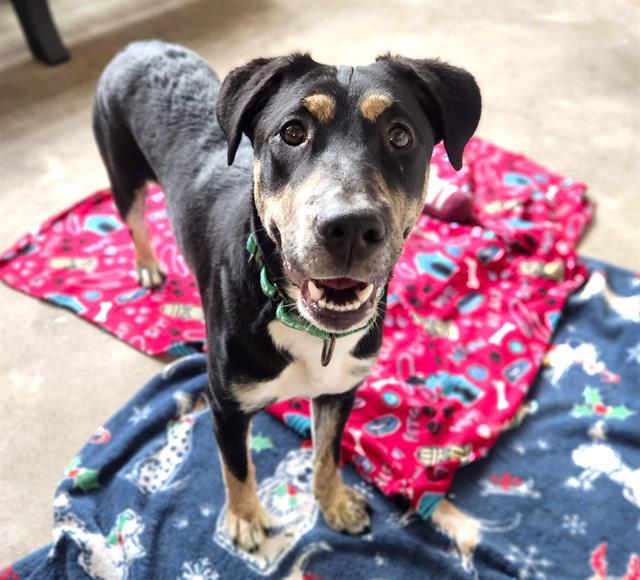 BAMBINITA, Adoptable, Young Female Siberian Husky & Pit Bull Terrier.