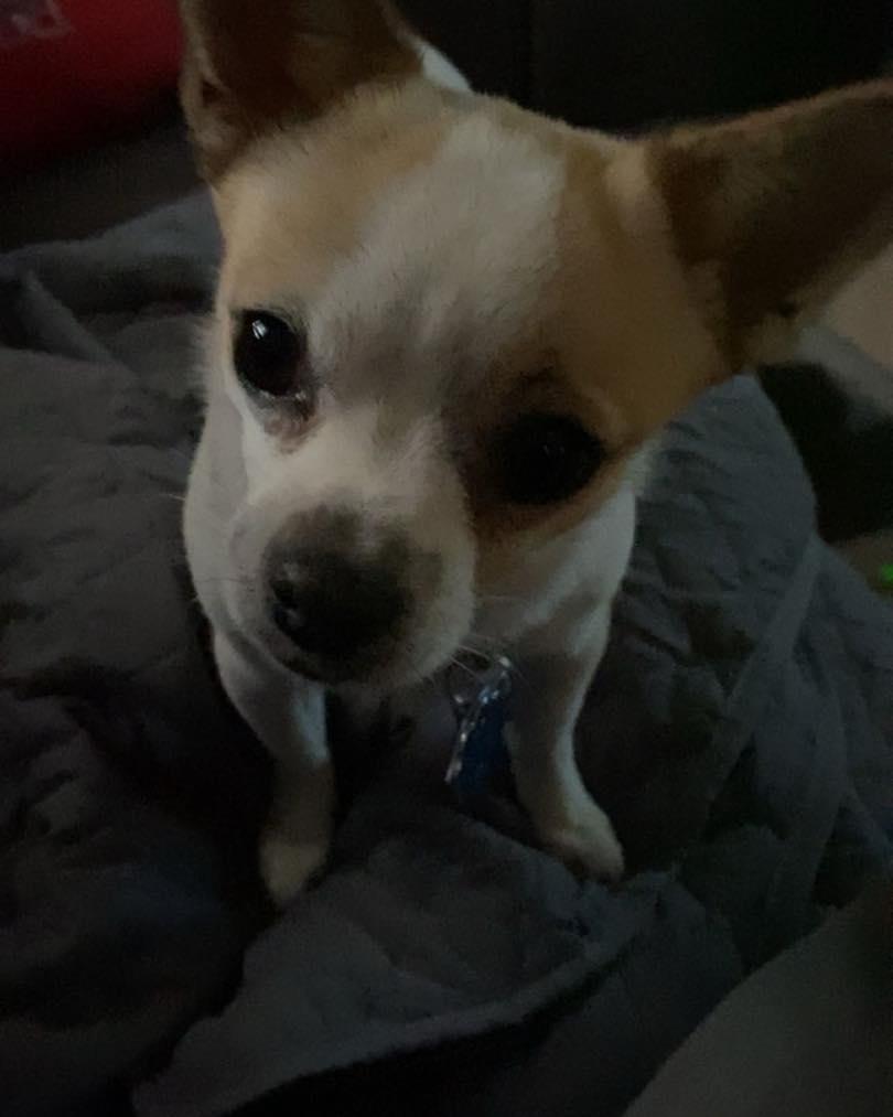 Enlarge Phee, a ADOPTABLE mixed breed in Lincoln, NE image 3/3