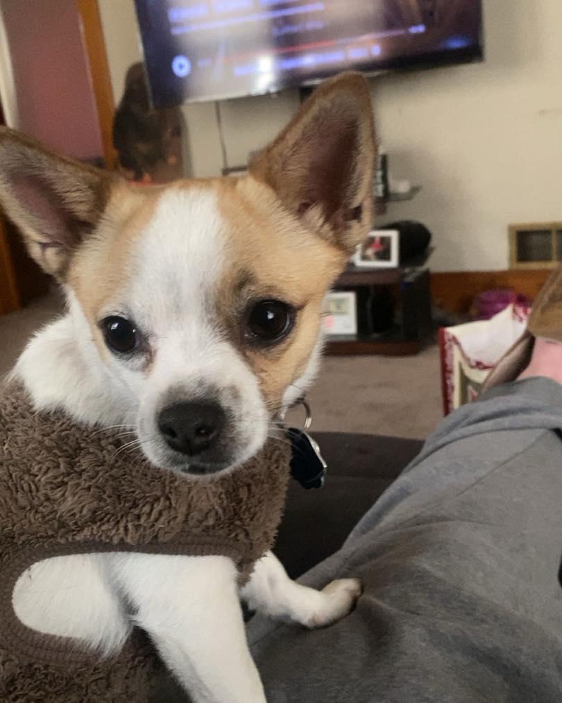 Phee, ADOPTABLE, Young Female Chihuahua.