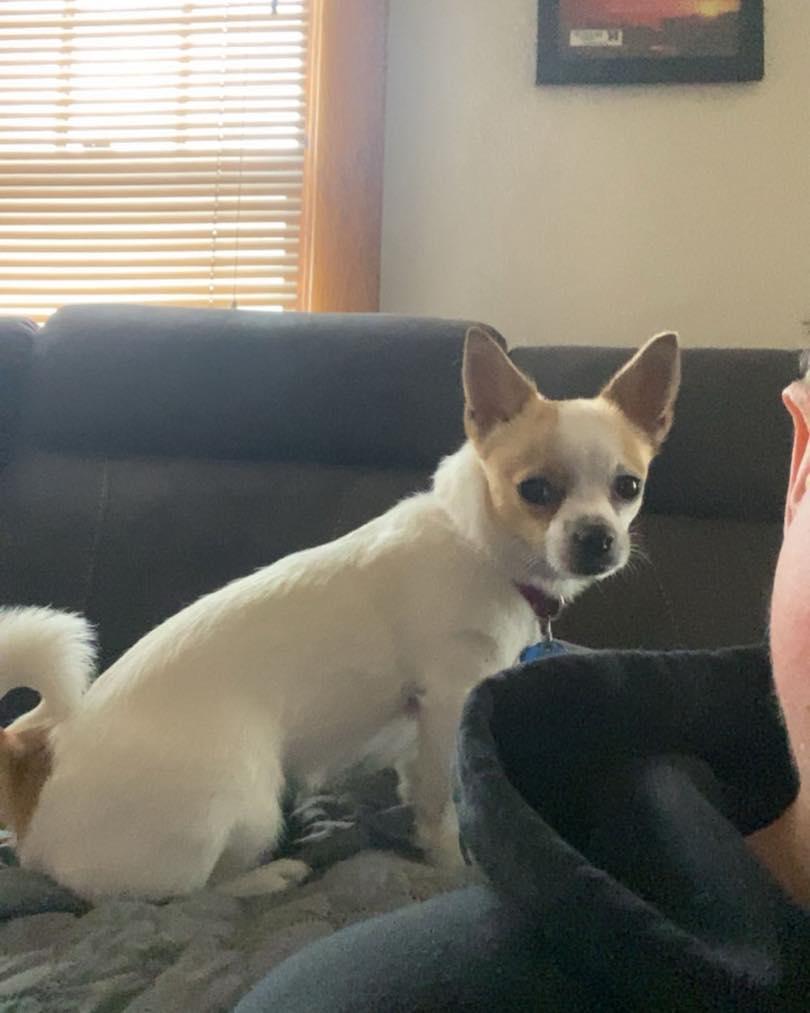 Enlarge Phee, a ADOPTABLE mixed breed in Lincoln, NE image 2/3