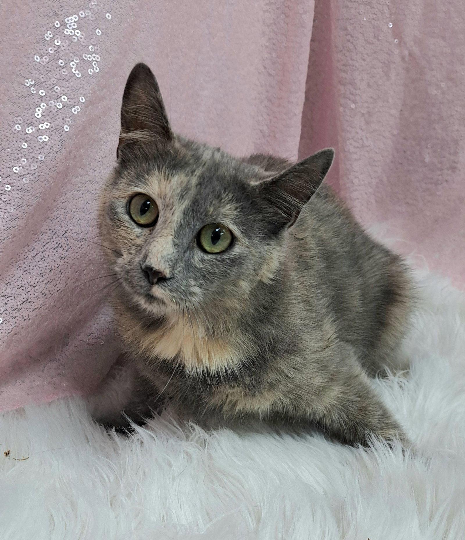 Pria (Petsense), Adoptable, Young Female Domestic Short Hair.