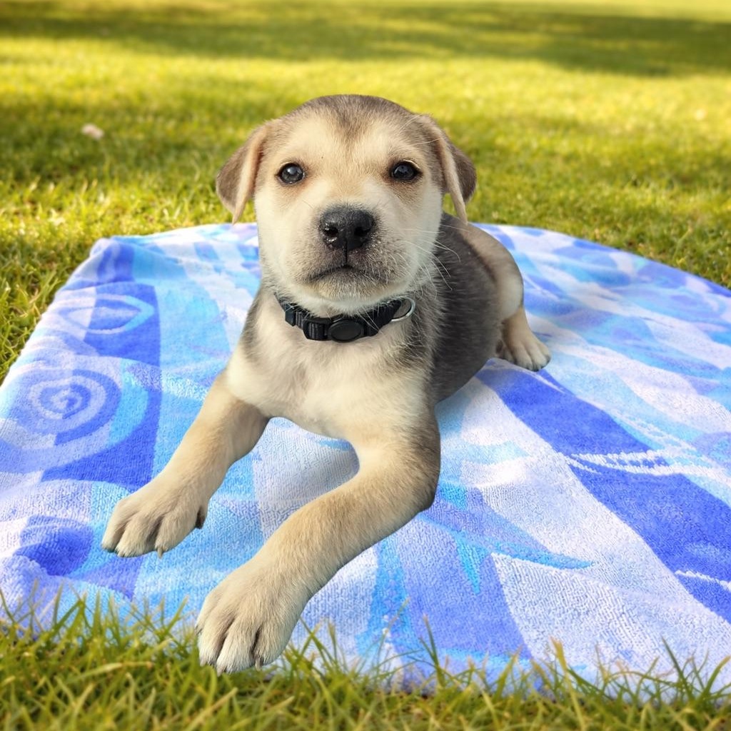 Squirtle, adopted, Puppy Male Mixed Breed.