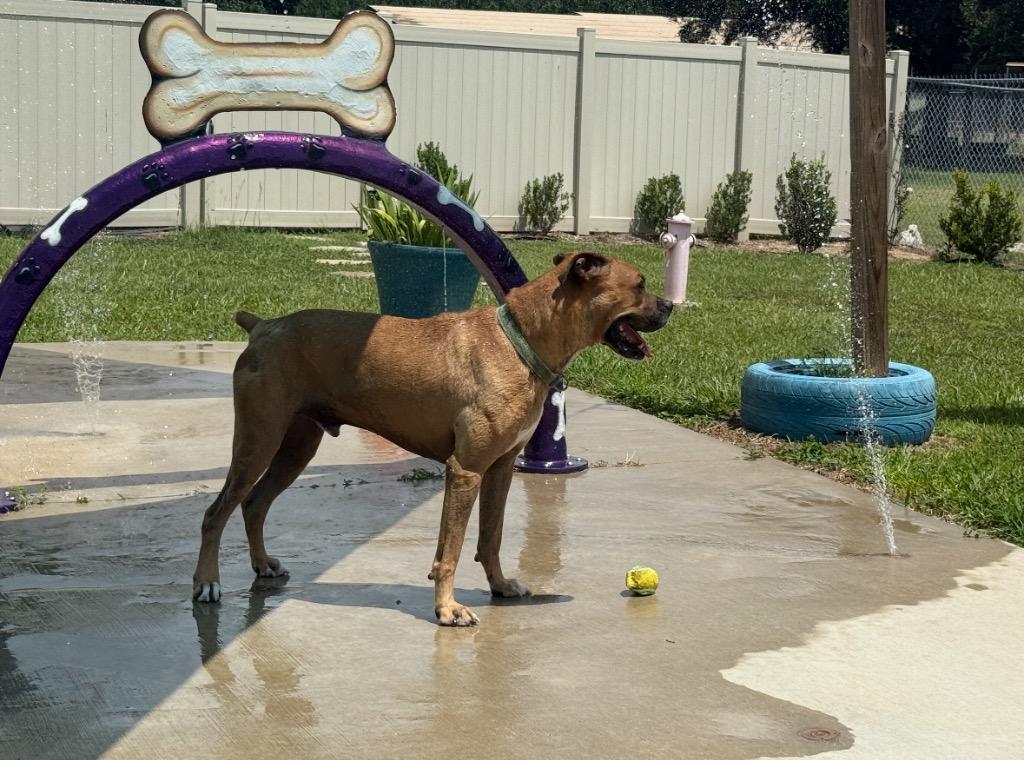 Dante, Adoptable, Senior Male Mixed Breed.