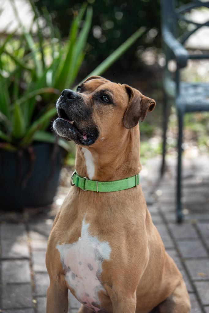 Enlarge Dante, a Adoptable Mixed Breed in Ocala, FL image 2/3