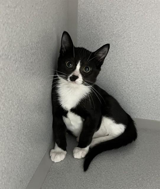 MAY, Adoptable, Kitten Female Domestic Short Hair.