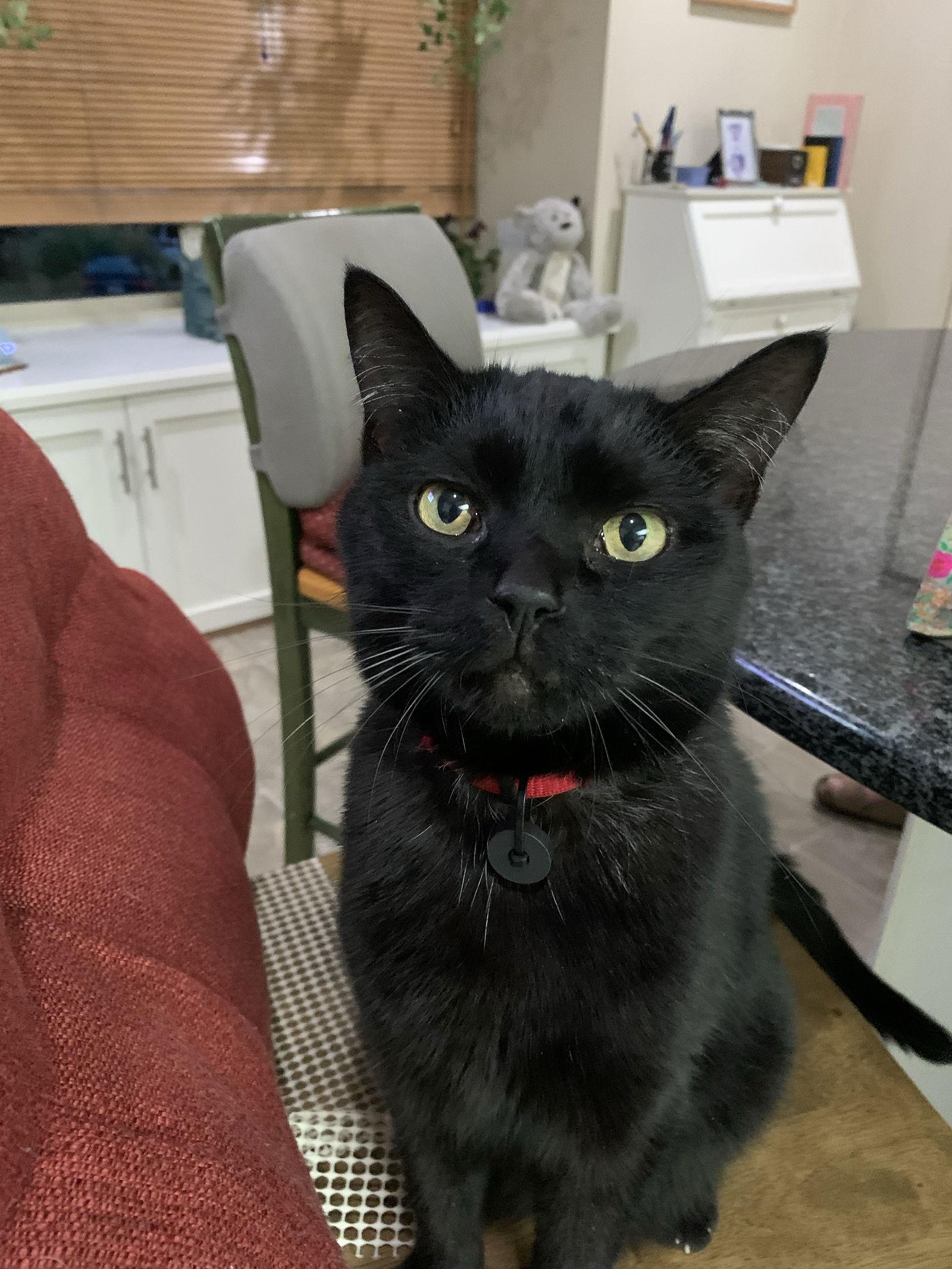 Araceli **COURTESY POST**, a Adoptable Domestic Short Hair in Alexandria, VA image 1/2