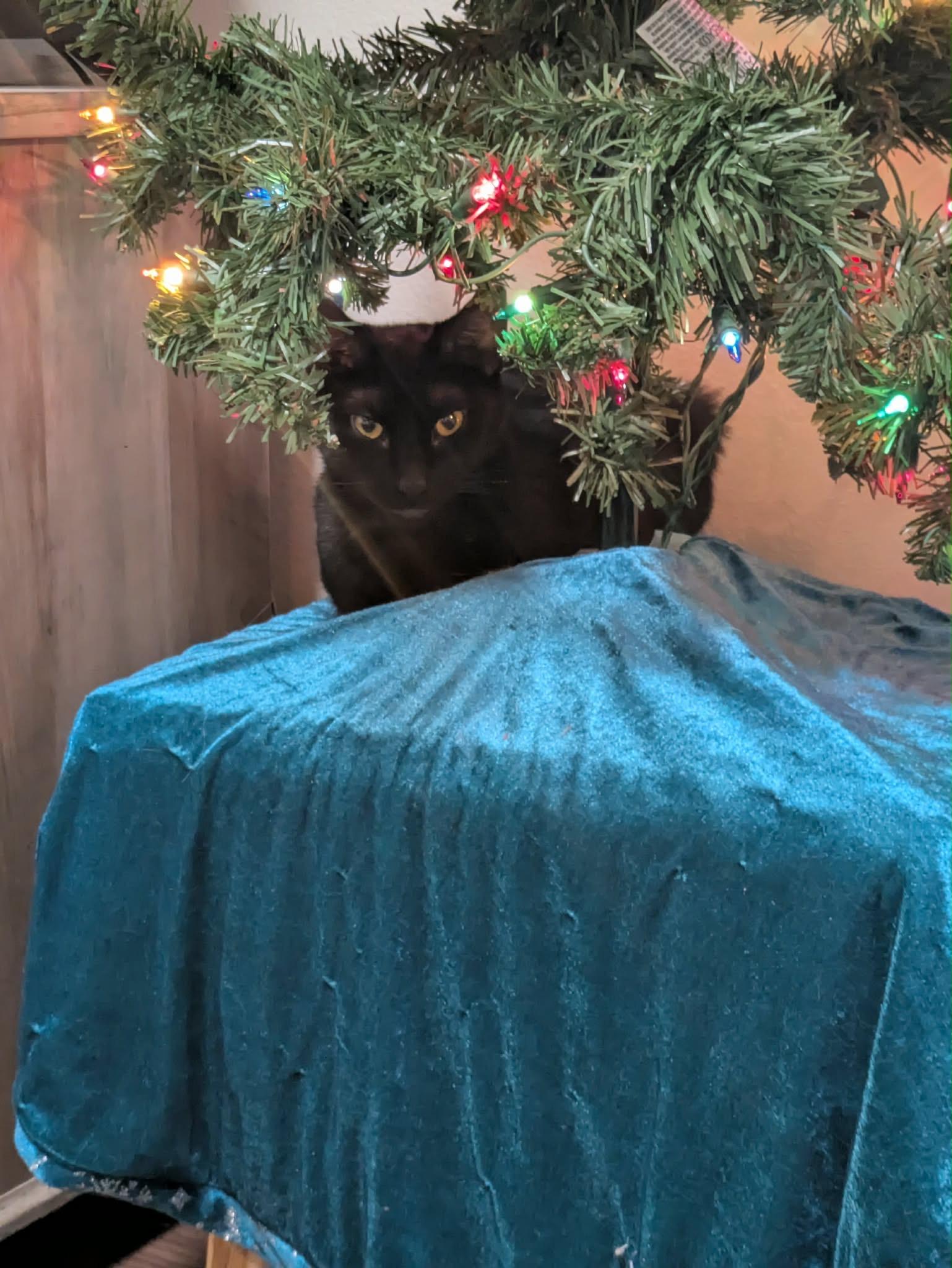 Enlarge Ying, a Adoptable Domestic Short Hair in Twin Falls, ID image 1/6