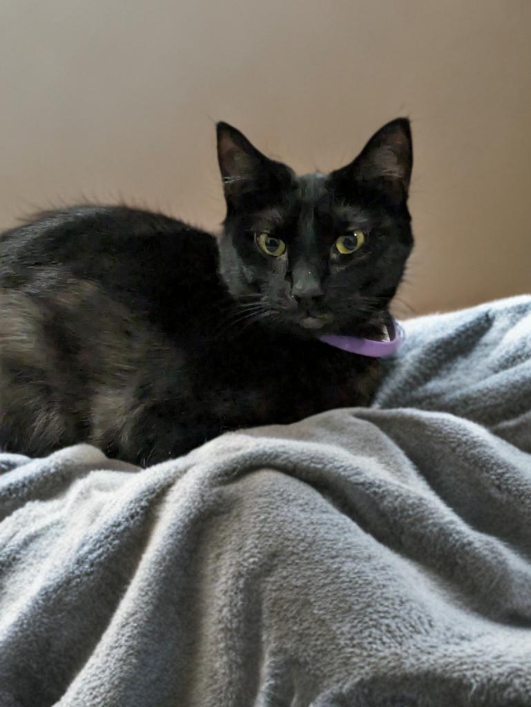 Ying, Adoptable, Adult Female Domestic Short Hair.
