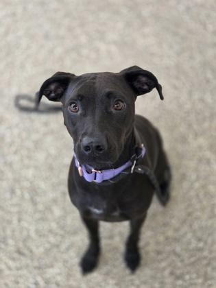 Karma, ADOPTABLE, Adult Female Mixed Breed.