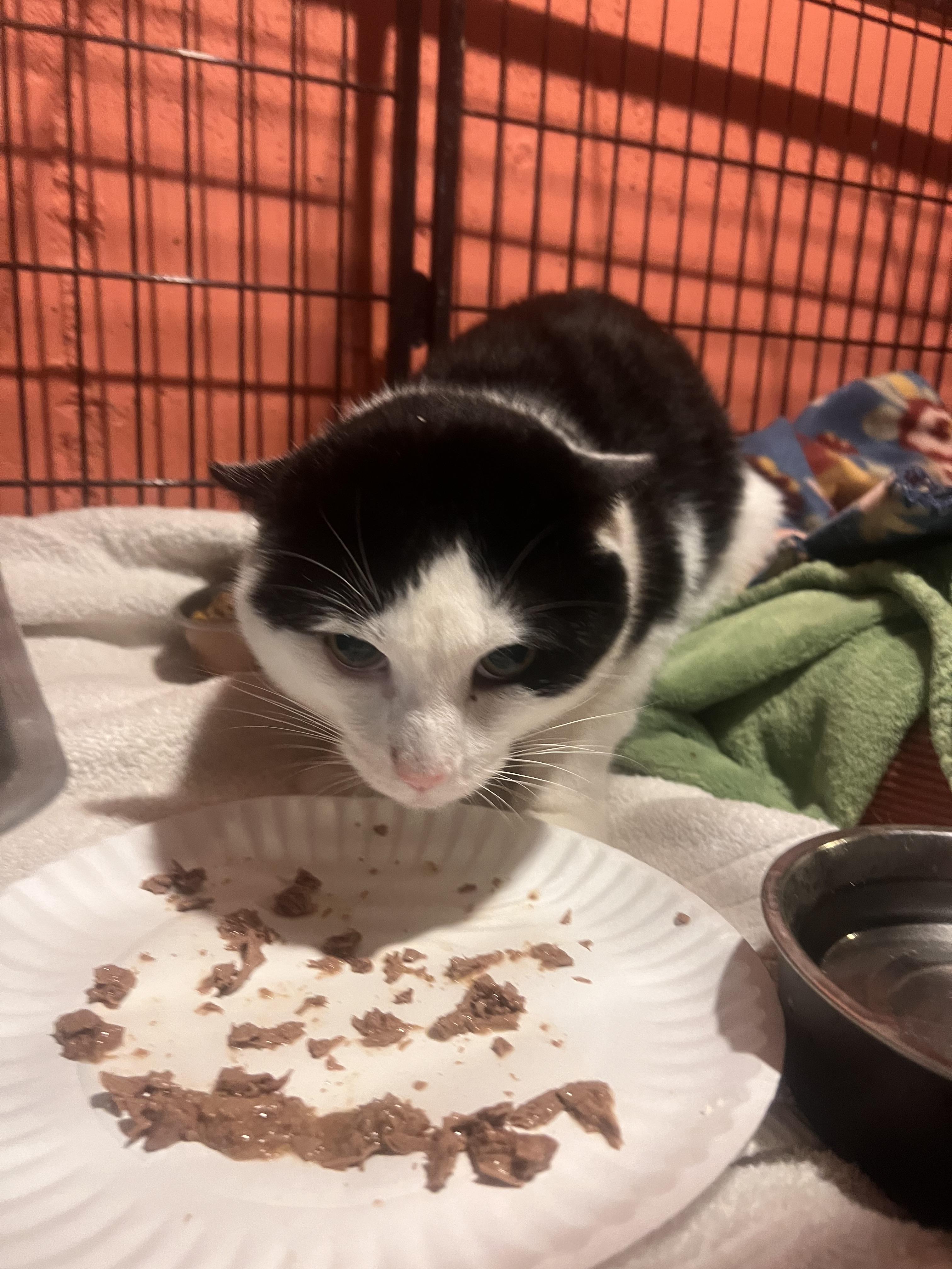 Enlarge Doug, an adopted Domestic Short Hair in Manchester, CT image 3/4