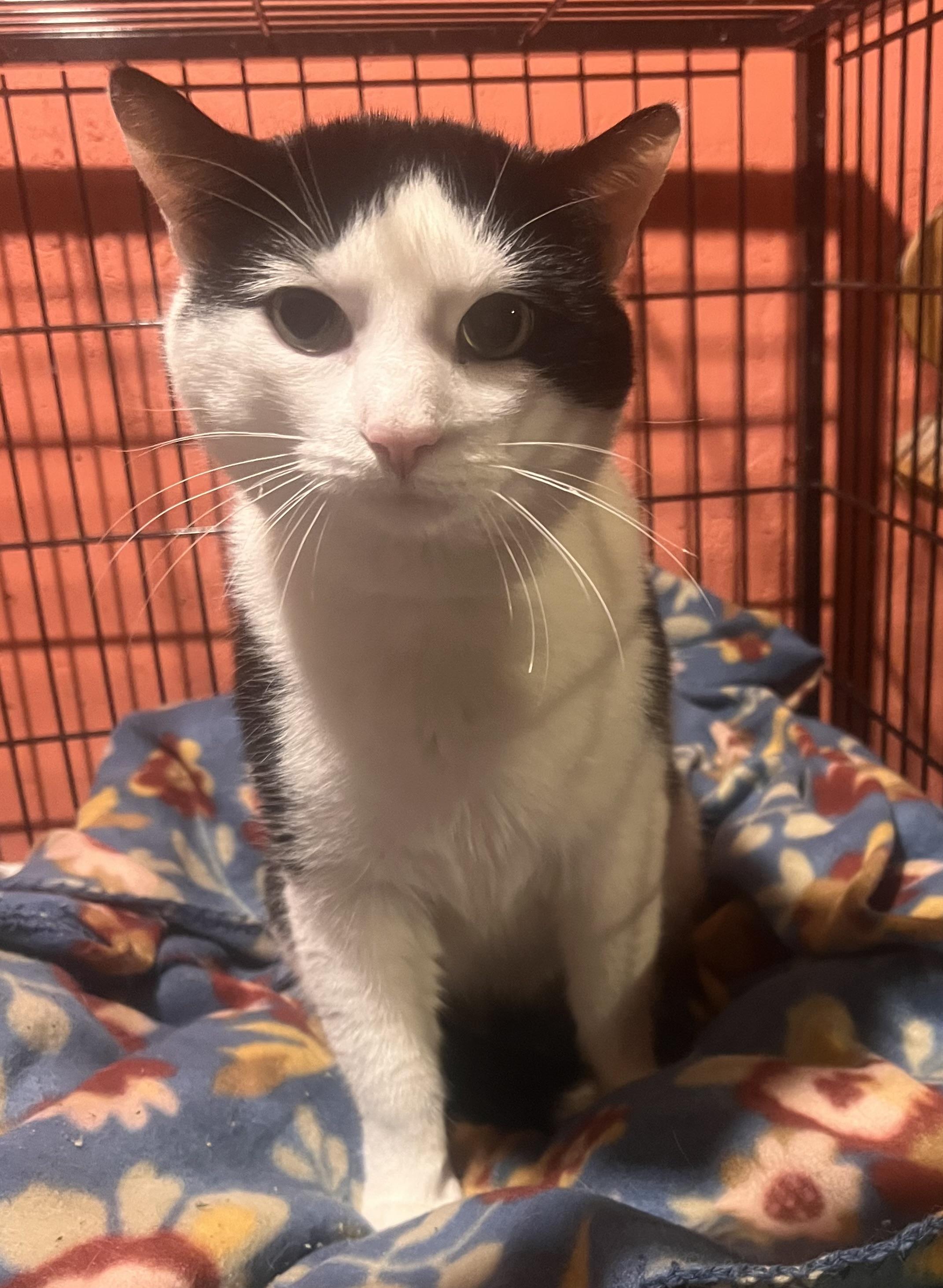 Enlarge Doug, an adopted Domestic Short Hair in Manchester, CT image 4/4